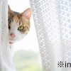 猫のカーテンのぼりやカーテン遊びを防止するには｜しつけ方法と防止できる4種のカーテンを紹介