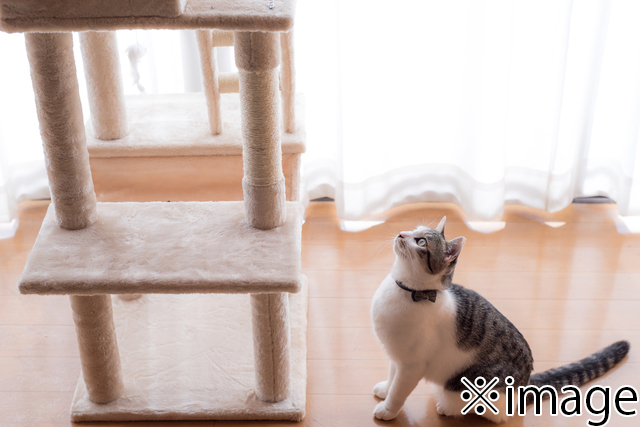 猫　キャットタワー　イメージ